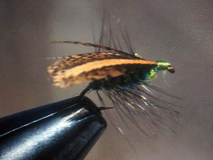 Partridge Caddis